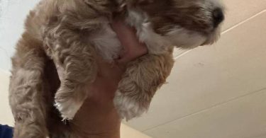 3 cockapoo puppies for sale