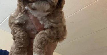 3 cockapoo puppies for sale