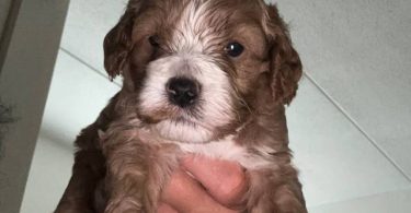 3 cockapoo puppies for sale