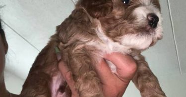 3 cockapoo puppies for sale