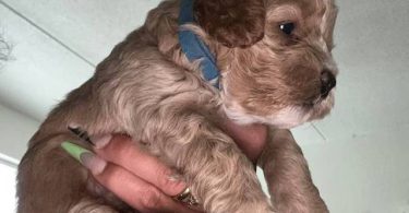 3 cockapoo puppies for sale