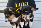 2 boy Corgi puppies left