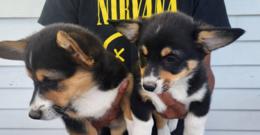 2 boy Corgi puppies left