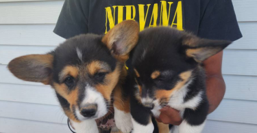 2 boy Corgi puppies left