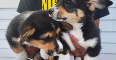 2 boy Corgi puppies left
