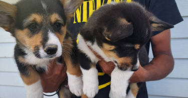 2 boy Corgi puppies left