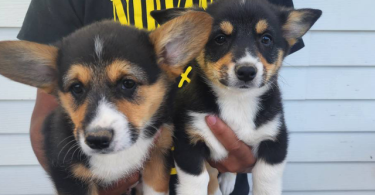 2 boy Corgi puppies left