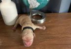 AKC Golden Yellow Puppies For Sale