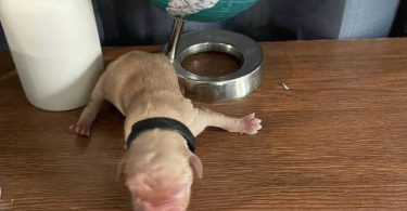 AKC Golden Yellow Puppies For Sale