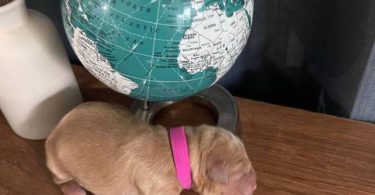 AKC Golden Yellow Puppies For Sale