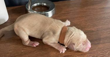 AKC Golden Yellow Puppies For Sale