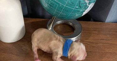 AKC Golden Yellow Puppies For Sale