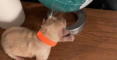 AKC Golden Yellow Puppies For Sale