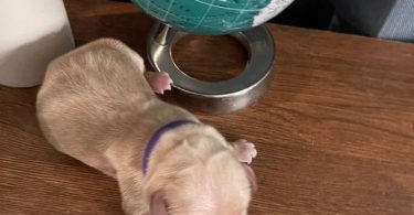 AKC Golden Yellow Puppies For Sale
