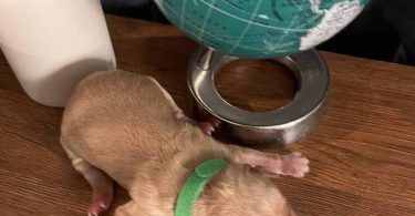 AKC Golden Yellow Puppies For Sale