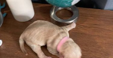AKC Golden Yellow Puppies For Sale