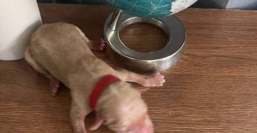 AKC Golden Yellow Puppies For Sale