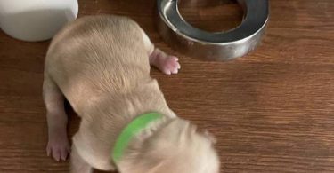 AKC Golden Yellow Puppies For Sale