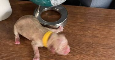 AKC Golden Yellow Puppies For Sale