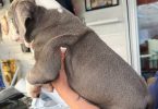 Purebred Olde English Bulldog puppies