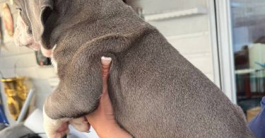 Purebred Olde English Bulldog puppies