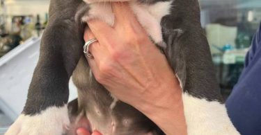 Purebred Olde English Bulldog puppies