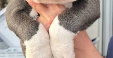 Purebred Olde English Bulldog puppies