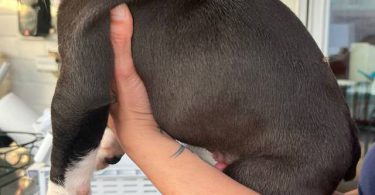 Purebred Olde English Bulldog puppies