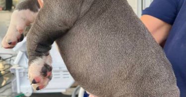 Purebred Olde English Bulldog puppies