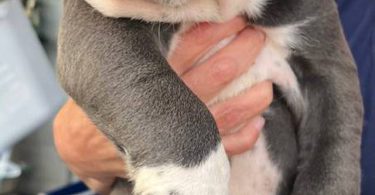Purebred Olde English Bulldog puppies