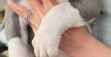 Purebred Olde English Bulldog puppies