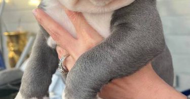Purebred Olde English Bulldog puppies
