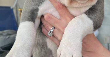 Purebred Olde English Bulldog puppies