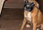 5 months old Boxer puppy