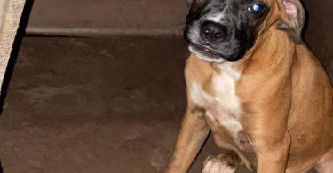 5 months old Boxer puppy