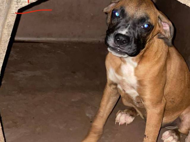 5 months old Boxer puppy