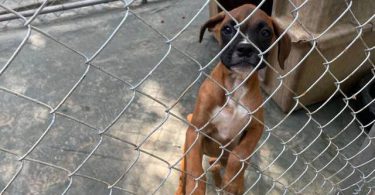 5 months old Boxer puppy