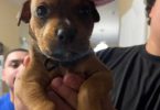 Pitweiler puppy