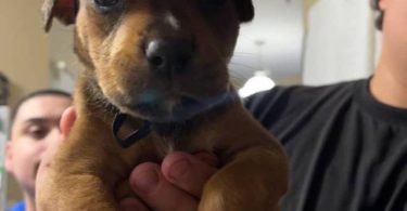Pitweiler puppy