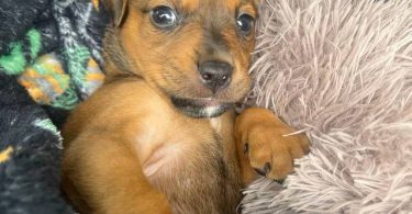 Pitweiler puppy