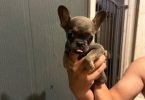 3 cute micro French bulldogs for sale