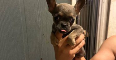 3 cute micro French bulldogs for sale