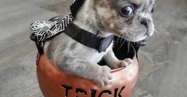 3 cute micro French bulldogs for sale