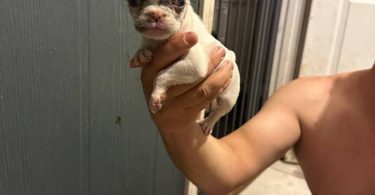 3 cute micro French bulldogs for sale