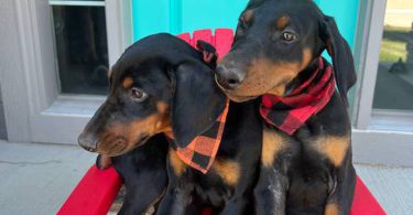 Champion bloodline Doberman Pinscher puppies for sale