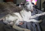 5 yo Great Dane needs a loving home