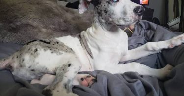 5 yo Great Dane needs a loving home