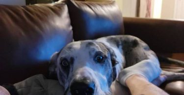 5 yo Great Dane needs a loving home