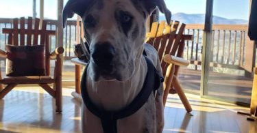 5 yo Great Dane needs a loving home