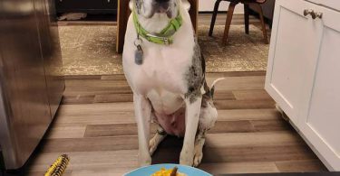 5 yo Great Dane needs a loving home